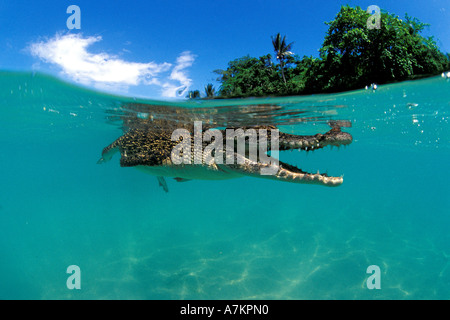 juvenile saltwater Indo Pacific crocodile Crocodylus porosus Papua New Guinea Pacific Ocean Stock Photo