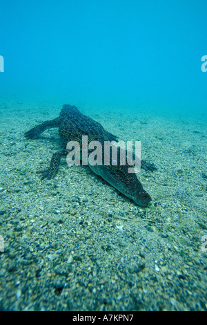 juvenile saltwater Indo Pacific crocodile Crocodylus porosus Papua New Guinea Pacific Ocean Stock Photo