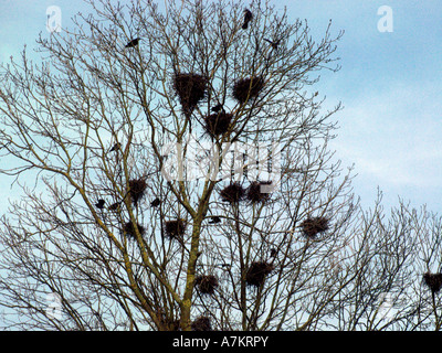 Rooks & Rookery Thatcham Berkshire England Stock Photo - Alamy