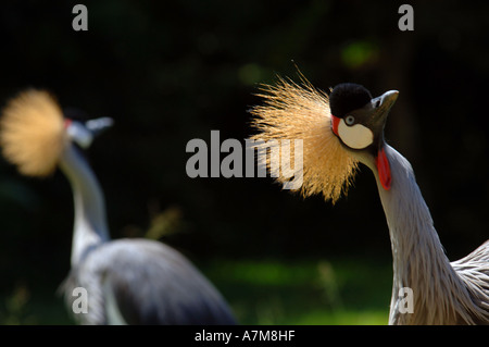 Bird, Uganda, East Africa Stock Photo - Alamy