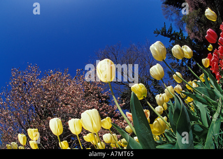 Skyward view of yellow tulips, Tulipa spp. Cincinnati, Ohio Stock Photo
