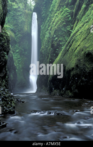 USA, Columbia River Gorge, Oregon. Lower Oneonta Falls in Oneonta Gorge, with moss-covered canyon walls Stock Photo