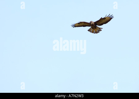Nice clear shot of a common buzzard from below gliding in flight looking for prey with nice plain sky blue background Stock Photo