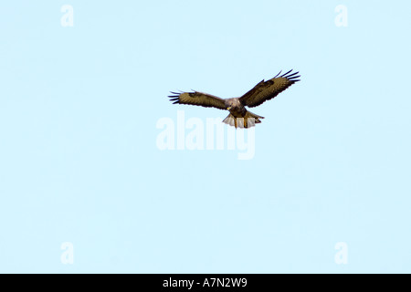 Nice clear shot of a common buzzard from below gliding in flight looking for prey with nice plain sky blue background Stock Photo