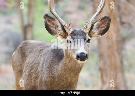 Mule Deer buck at Phantom Ranch in the Grand Canyon Stock Photo