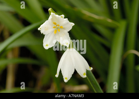 Summer Snowflake (Loddon Lily), Leucojum aestivum Stock Photo