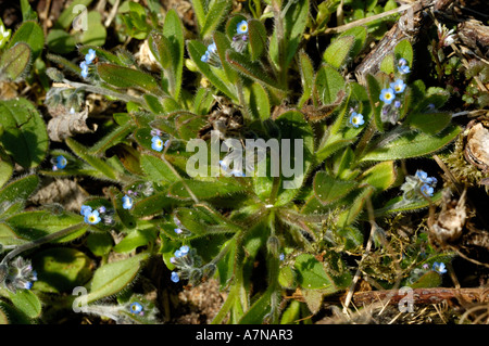 Early Forget-me-not, Myosotis ramosissima Stock Photo