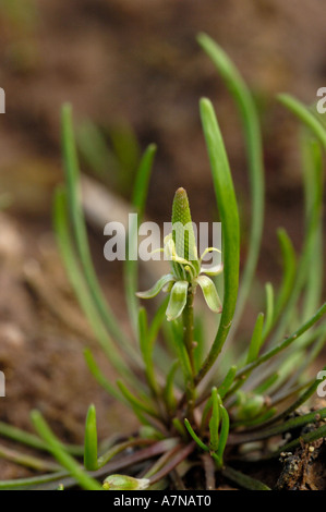 Mousetail flower, Myosurus minimus Stock Photo