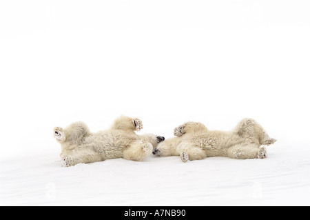 Two polar bears lying on their backs in the snow Picture taken in The Cape Churchill Manitoba Canada Stock Photo