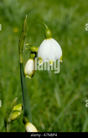 Summer Snowflake (Loddon Lily), Leucojum aestivum Stock Photo
