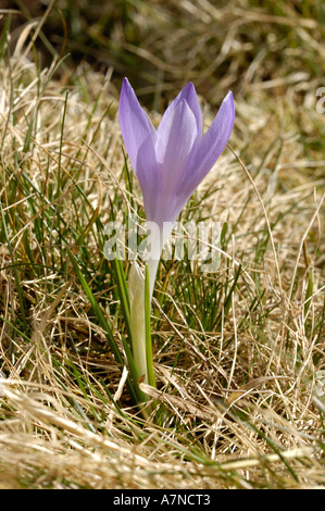 Spring Crocus, Crocus vernus Stock Photo