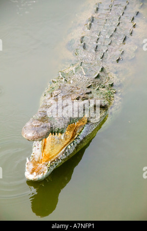 Crocodile with it mouth open in the water, Florida Stock Photo