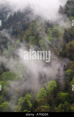 Mist rising from mountainside after spring rain, Great Smoky Mountains ...