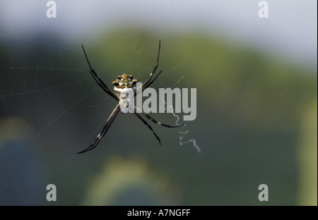 NA, USA, Texas, Rio Grande valley.  Silver Argiope (Argiope argentata) on web Stock Photo