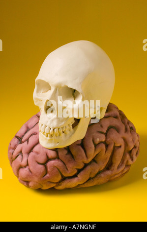 Human skull sitting on brain Stock Photo