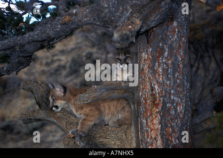 Twp 4 month old mountain lion kittens in tree Bridger Mountains near Bozeman Montana Stock Photo