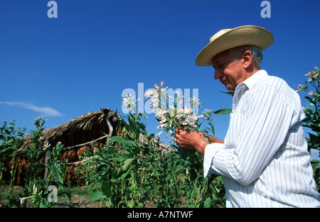 Dominican Republic, Cibao valley, Jean Clemente, French cigar producer Stock Photo