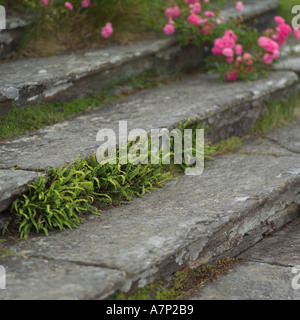 Ireland Bantry House Stock Photo