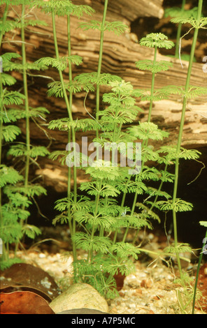 Asian marshweed, dwarf ambulia, ambulia, limnophila (Limnophila sessiliflora), in fish tank Stock Photo