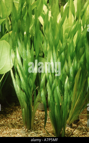 eel-grass (Vallisneria americana), in fish tank Stock Photo