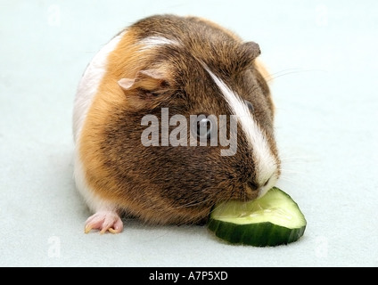 English Guinea pig (Cavia aperea f. porcellus), guinea pig eats cucumber Stock Photo