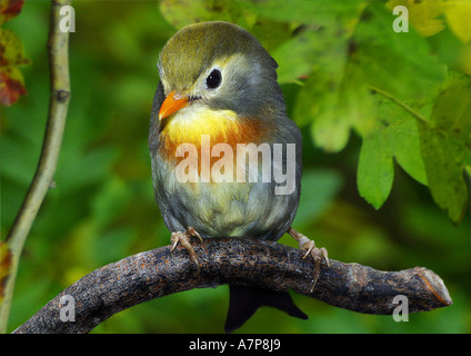 pekin robin (Leiothrix lutea), sitting on twig Stock Photo