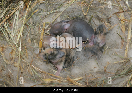 baby rabbits in nest Stock Photo