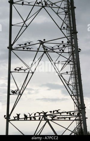 Palm Beach Florida,County,communications tower,large birds spread wings after rain,visitors travel traveling tour tourist tourism landmark landmarks c Stock Photo