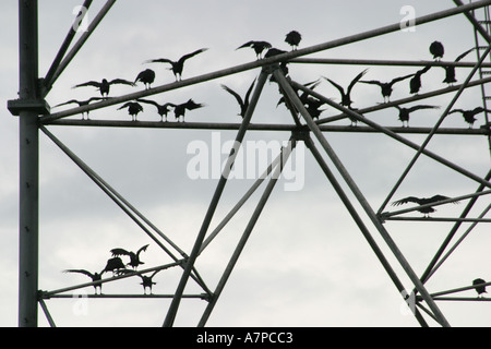 Palm Beach Florida,County,communications tower,large birds spread wings after rain,visitors travel traveling tour tourist tourism landmark landmarks c Stock Photo