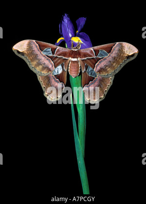 Giant Atlas Moth (Atticus Atlas) at rest on an Iris Stock Photo