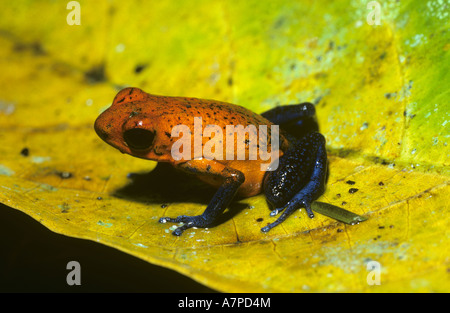 Strawberry poison arrow frog Dendrobates pumilio Dendrobatidae in rainforest Costa Rica Stock Photo