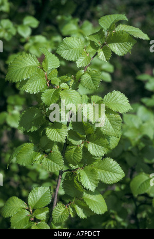 English elm Ulmus procera leaves in springtime UK Stock Photo