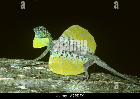 Flying lizard Draco volans Agamidae male with his gular flap and wings extended Sulawesi Stock Photo