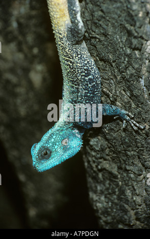 Blue-headed agama (Agama atricollis) male basking on a tree trunk ...