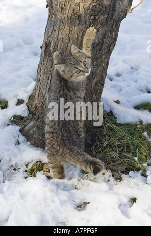 Young domestic cat on a apple tree Stock Photo