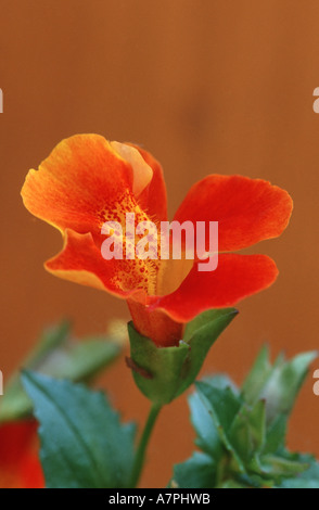 yellow monkeyflower (Mimulus guttatus), special form red blossoms, Germany Stock Photo