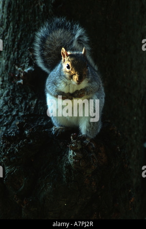 Grey squirrel (Sciurus carolinensis) in an urban park, Bristol, UK. Stock Photo
