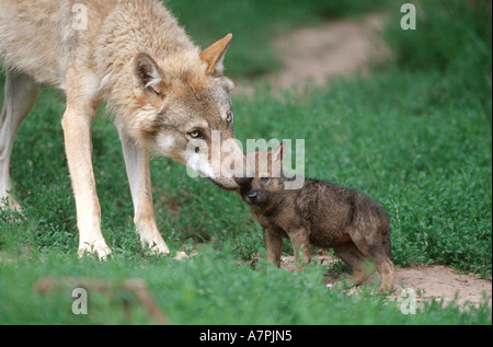 European gray wolf (Canis lupus lupus), mother sniffing on puppy