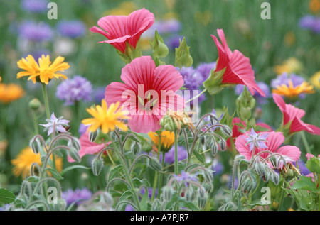 annual malope (Malope trifida), on flower meadow Stock Photo