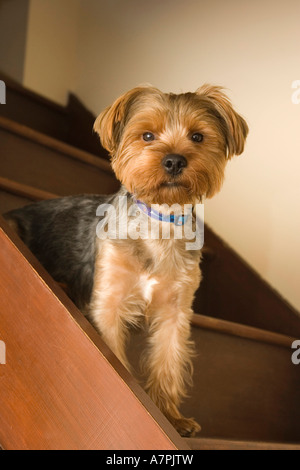 Yorkshire Terrier dog on stairs Stock Photo
