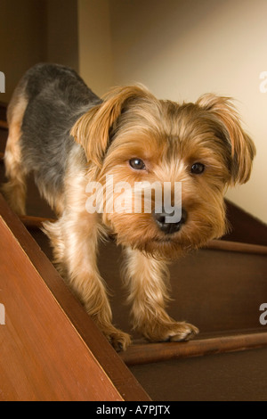 Yorkshire Terrier dog on stairs Stock Photo