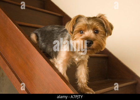 Yorkshire Terrier dog on stairs Stock Photo
