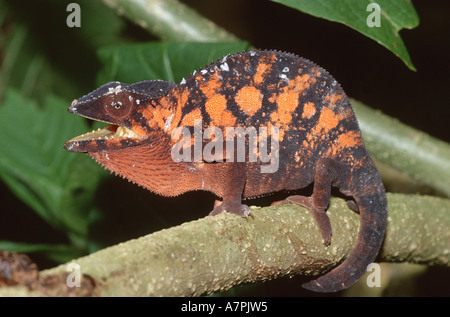 Panther chameleon (Furcifer pardalis), femal on branch, Madagascar Stock Photo