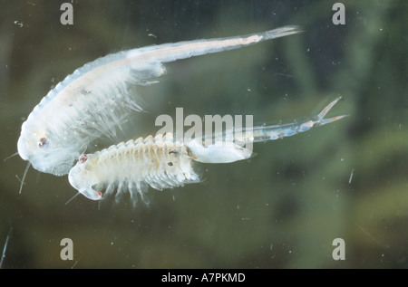 macrocrustacean, Anostraca (Branchinecta orientalis), swimming in water, Turkey Stock Photo