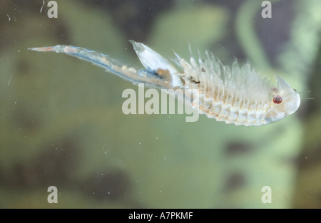 macrocrustacean, Anostraca (Branchinecta orientalis), female in water Stock Photo