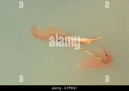 macrocrustacean, Anostraca (Branchinecta orientalis), female in water Stock Photo