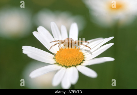 goldenrod crab spider (Misumena vatia), on marguerite blossom, Germany, Bavaria Stock Photo