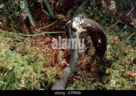 grass snake (Natrix natrix), with carp in mouth, Germany, Bavaria Stock Photo