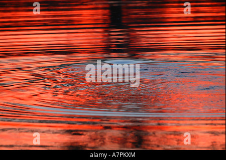 Crimson ripples caused by a hippo submerging itself in a waterhole after sunset with the crimson sky reflected in the water Stock Photo
