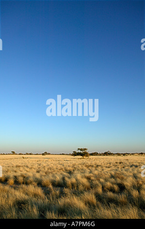 Kalahari grassland scene with Camel thorn trees Acacia erioloba in the ...